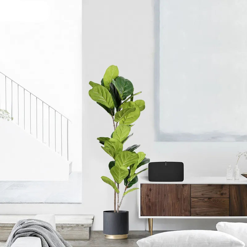 Ficus Indoor Realistico